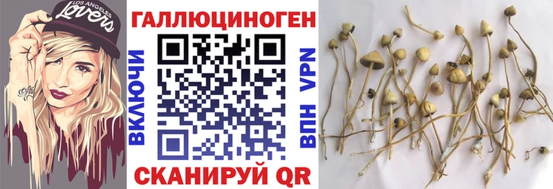 где найти наркотики  Александровское  Псилоцибиновые грибы Cubensis 